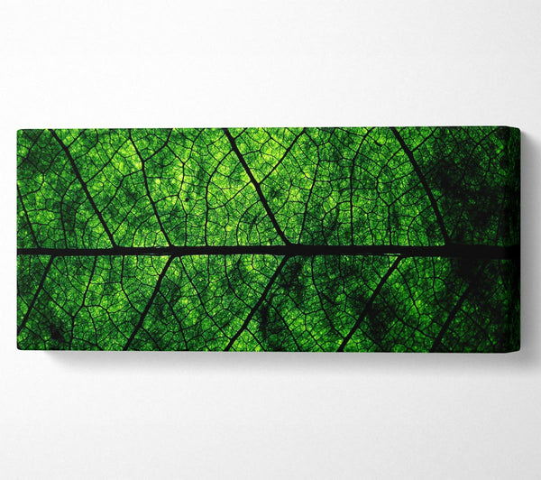 Leaf Veins