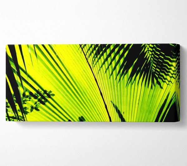 Lindenpalme