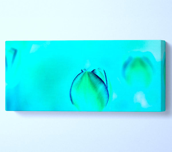 Türkise Tulpe