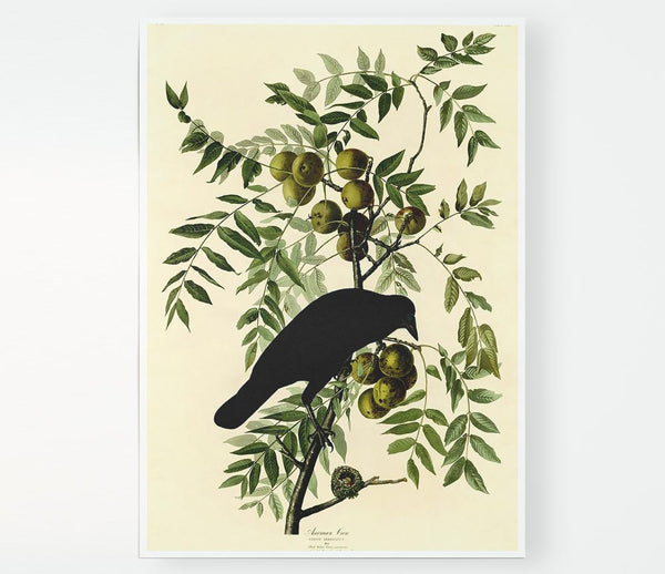 Audubon American Crow Plate 156 Print Poster Wall Art