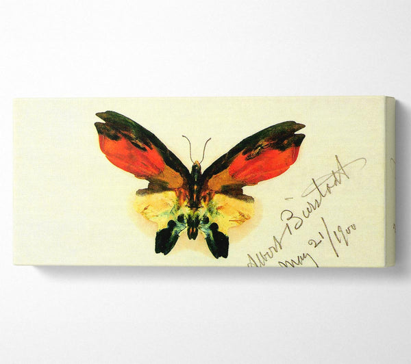 Bierstadt Butterfly 2
