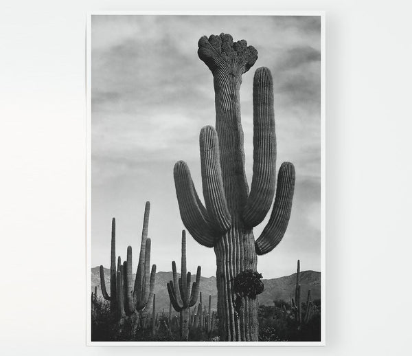 Ansel Adams Cactus In Saguaro National Monument In Arizona B N W Print Poster Wall Art