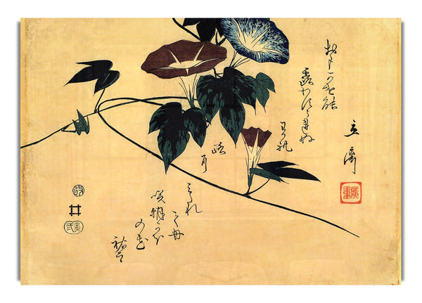 Morning Glory von Hiroshige