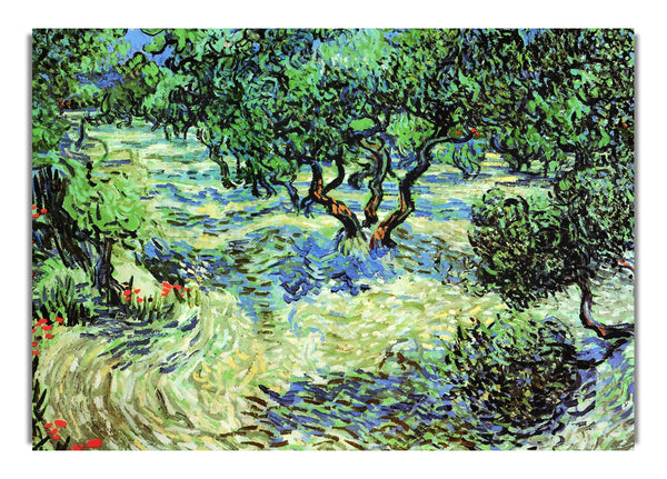 Olivenhain von Van Gogha