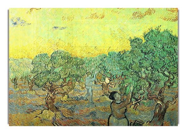 Olivenpflücker in einem Hain von Van Gogh