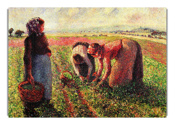 Erbsen wachsen in Eragny von Pissarro