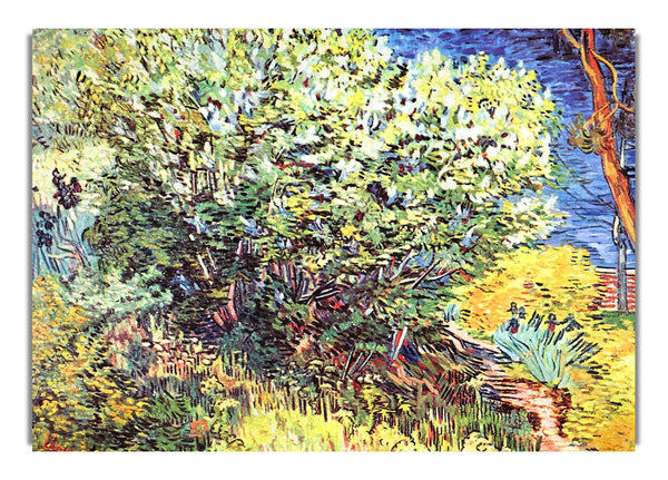 Der Busch von Van Gogh