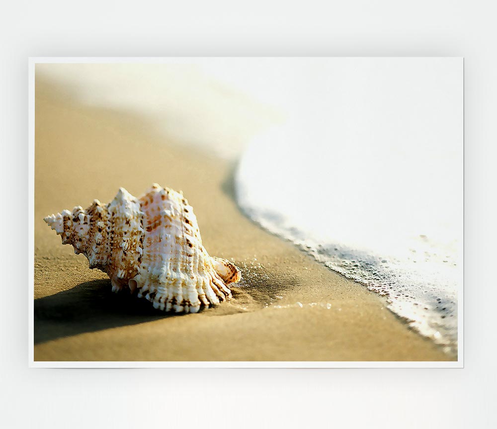 Whelk Shell On The Beach 2 Print Poster Wall Art