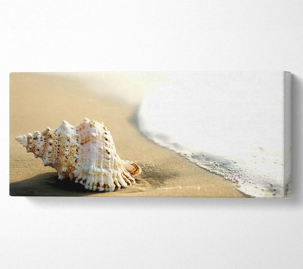 Wellhornschnecke am Strand 2