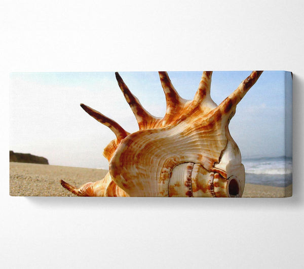 Wellhornschnecke am Strand