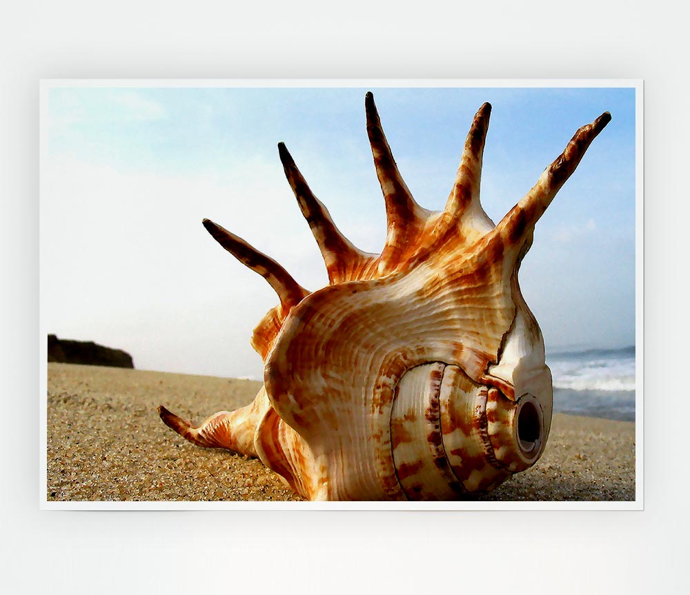 Whelk Shell On The Beach Print Poster Wall Art