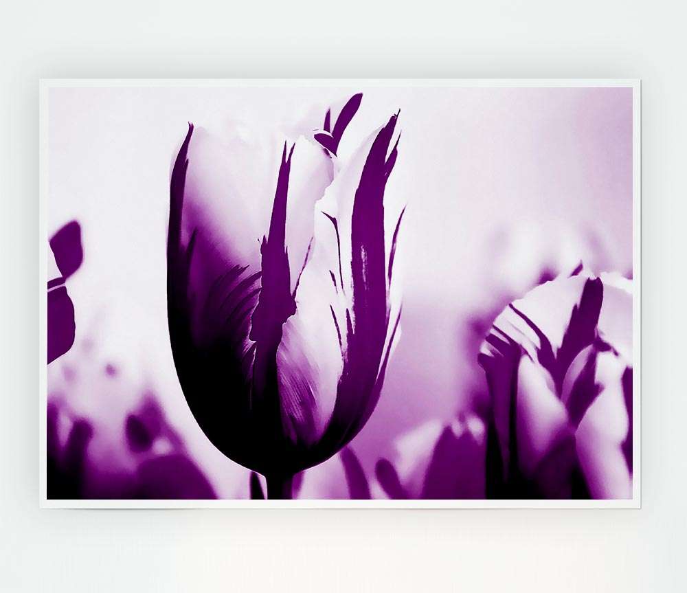 Gem Of A Tulip Purple Print Poster Wall Art