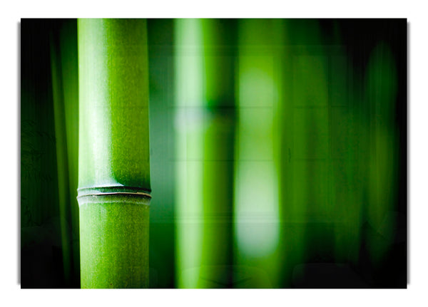 Green Bamboo Close Up