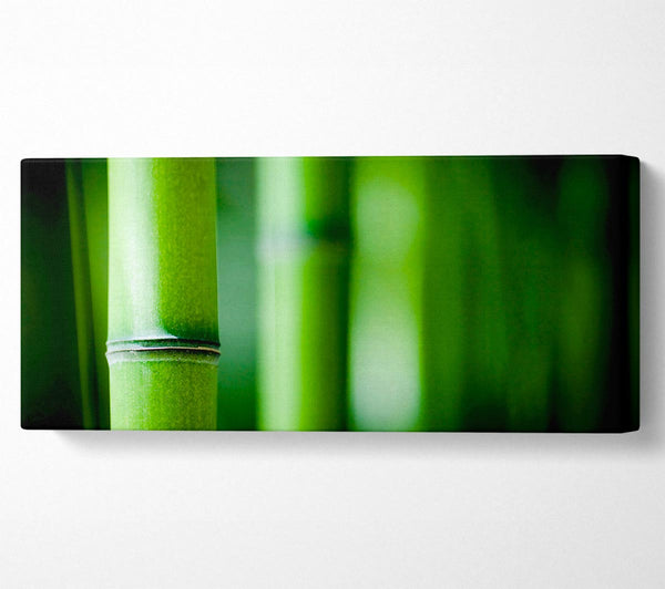 Green Bamboo Close-Up