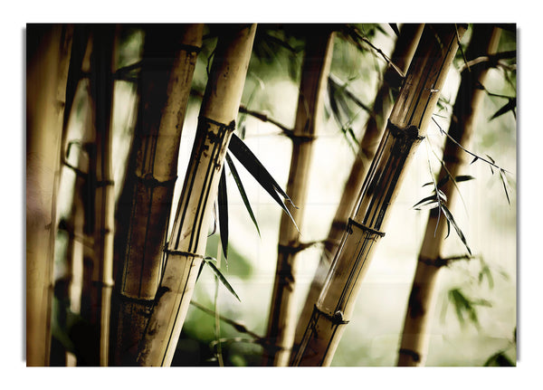 Stunning Bamboo