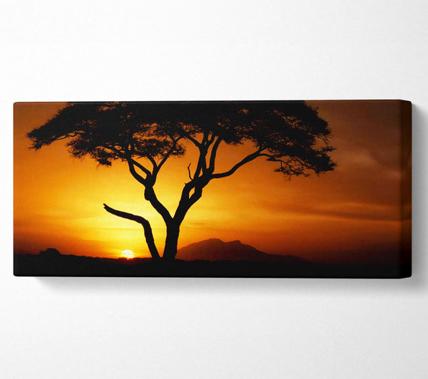 Afrikanischer Baum im goldenen Sonnenlicht