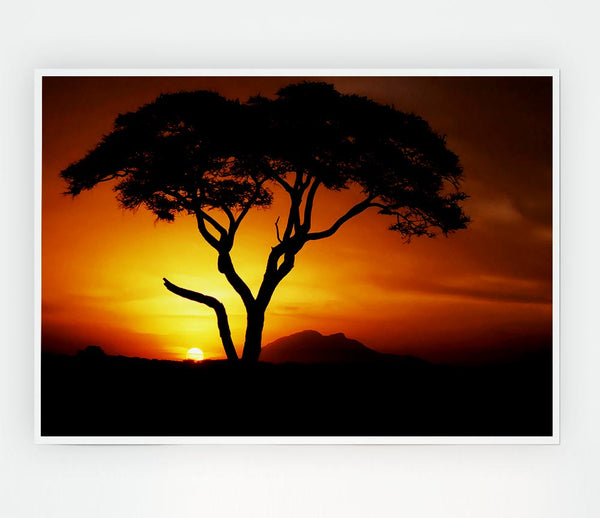 African Tree In Golden Sunlight Print Poster Wall Art