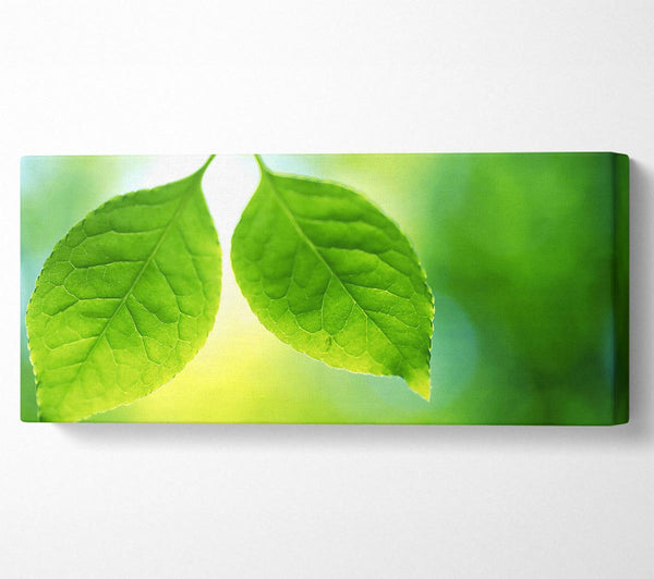 Duo Tree Leaves