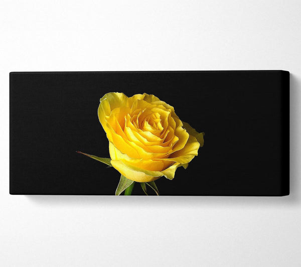 Yellow Rose On Black Background