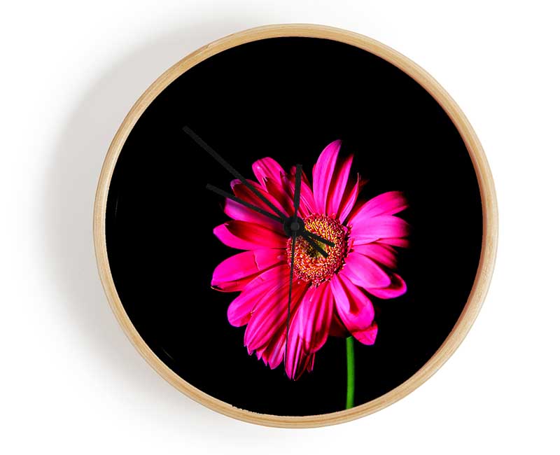 Hot Pink Gerber Daisy Clock - Wallart-Direct UK