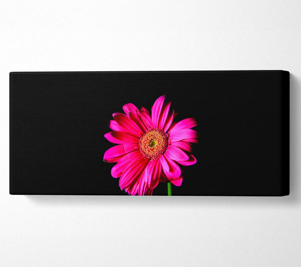 Pinkes Gerbera-Gänseblümchen