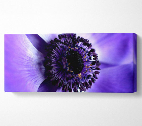 Purple Centre Close-up