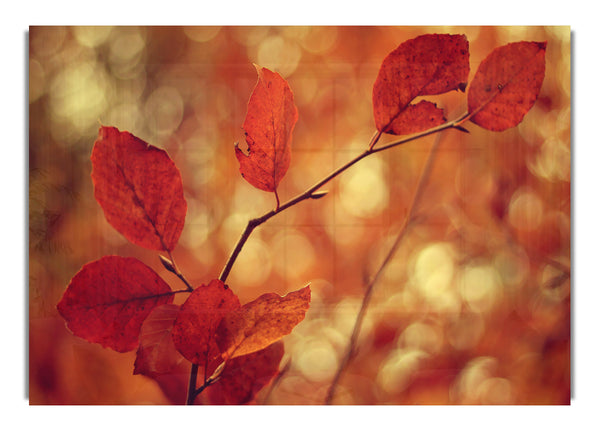 Blätter Bokeh