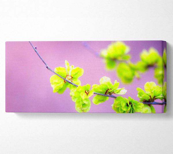 Kleine grüne Blumen