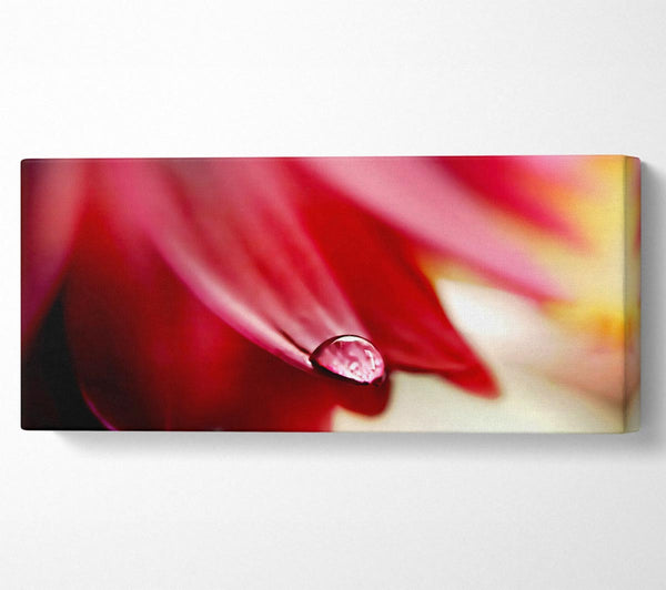 Drop On Flower Petal