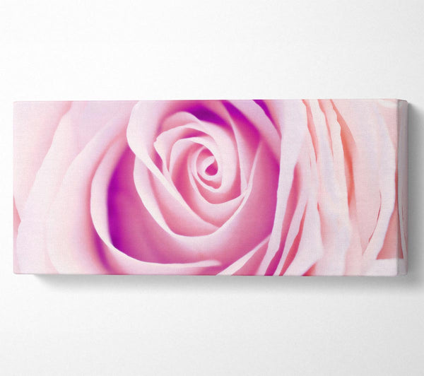 Delicate Rose
