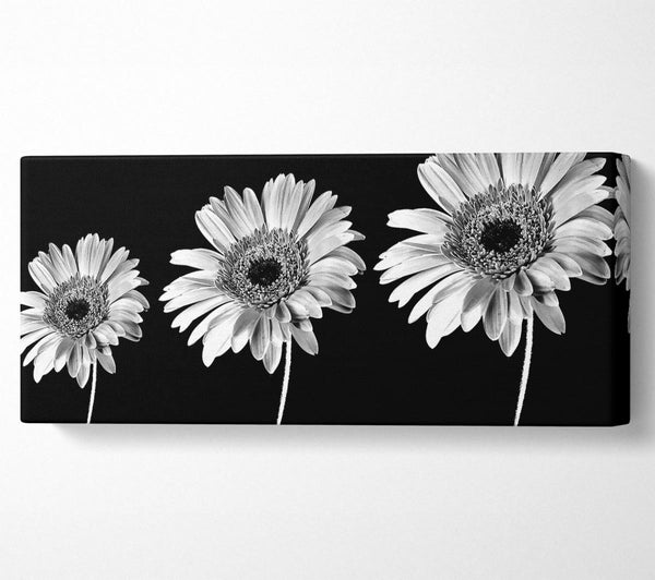 Gerbera Daisies Black And White