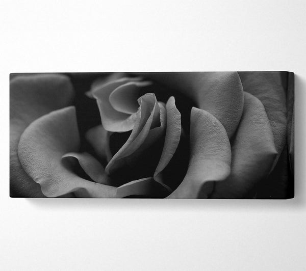 Rose B und W