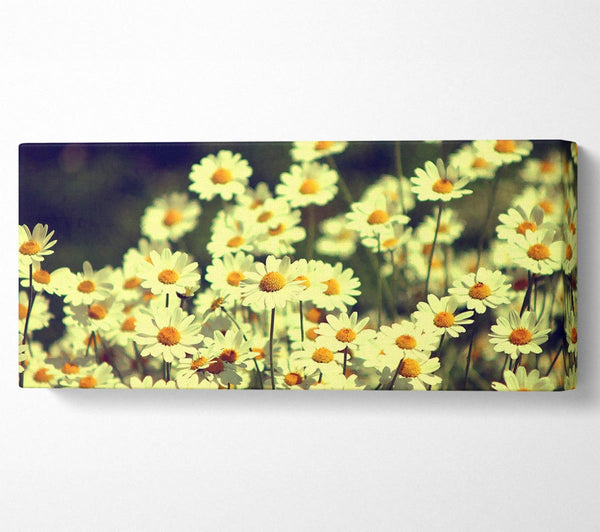 Vintage Gänseblümchen