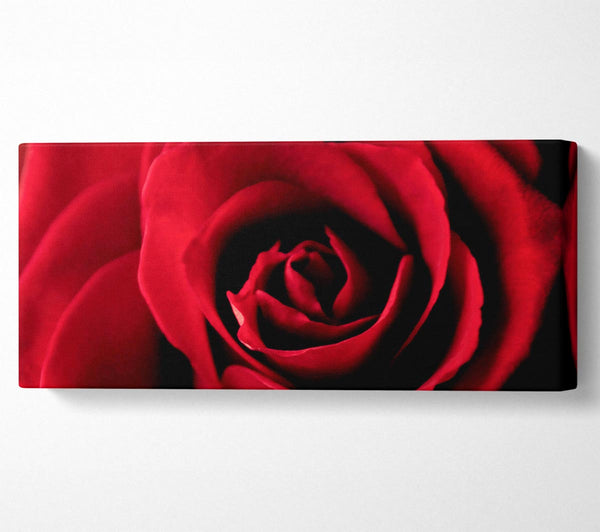 Rosenblütenschönheit Rot