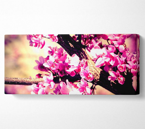 Pink Blossom