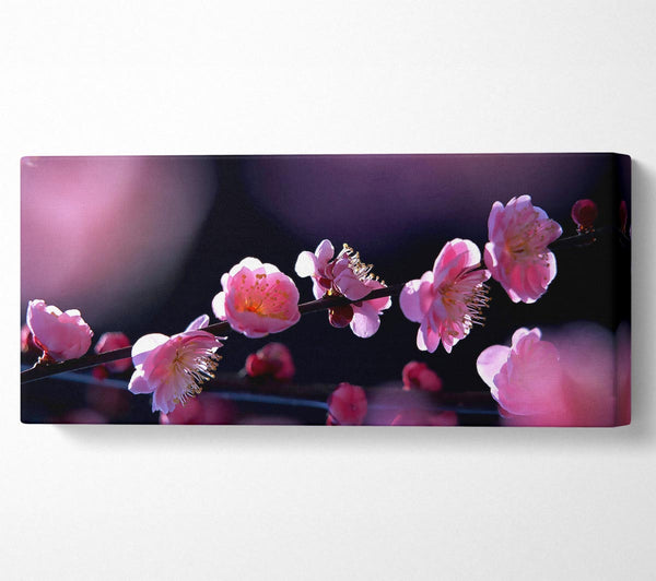 Pink Blossom Flowers