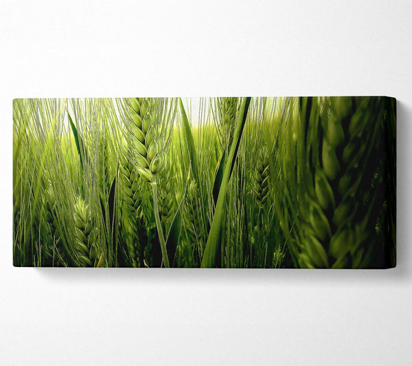 Life Below The Reeds