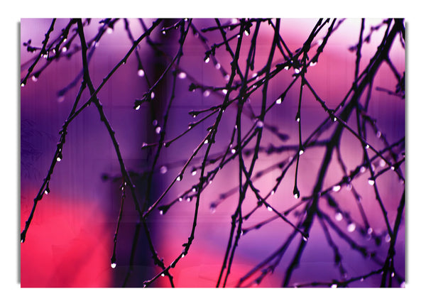 Wet Twigs