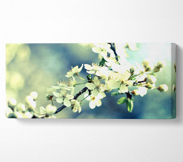 Frühlingskirschblüten