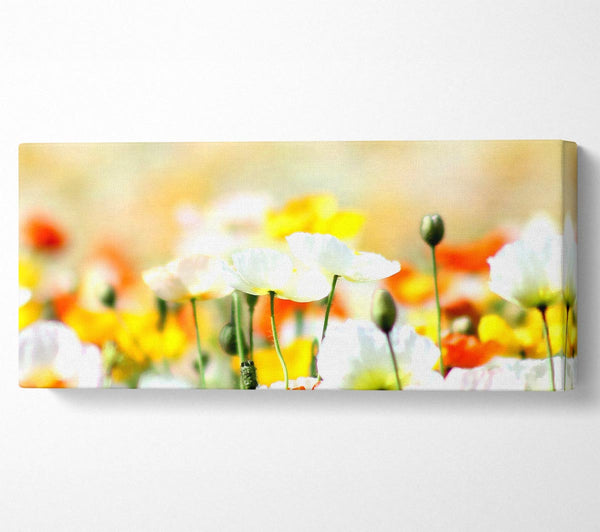 Colourful Summer Flowers