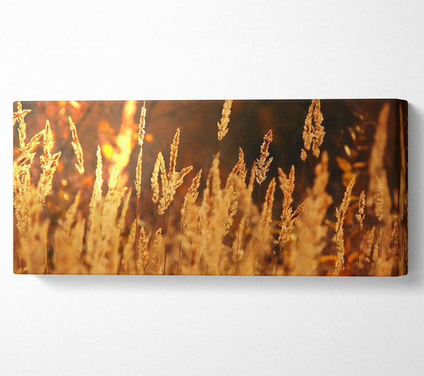 Golden Field