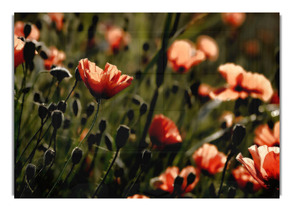 Licht eines neuen Tages