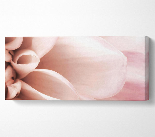 Delicate Petals