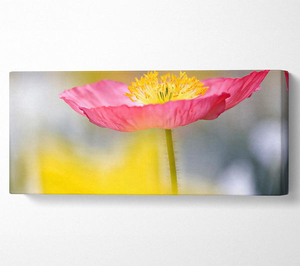 Einzelne rosa Mohn im Garten