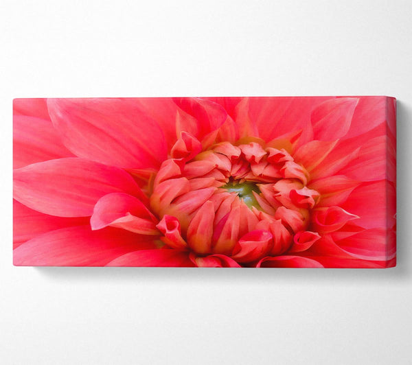 Delicate Pink Petal Head