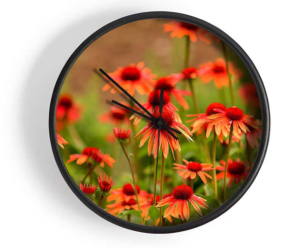 Variety Daisies Clock - Wallart-Direct UK