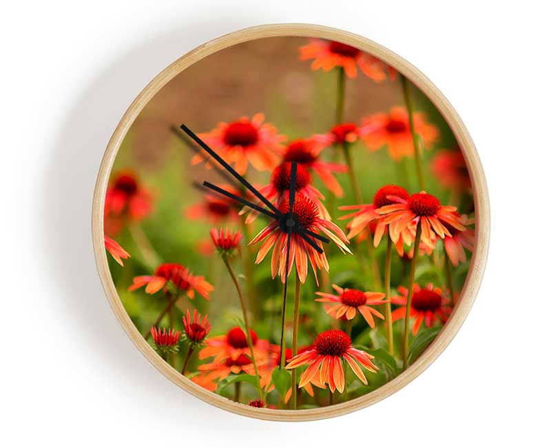 Variety Daisies Clock - Wallart-Direct UK