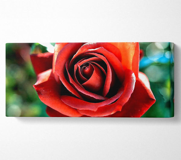 Schöne Rose im Garten