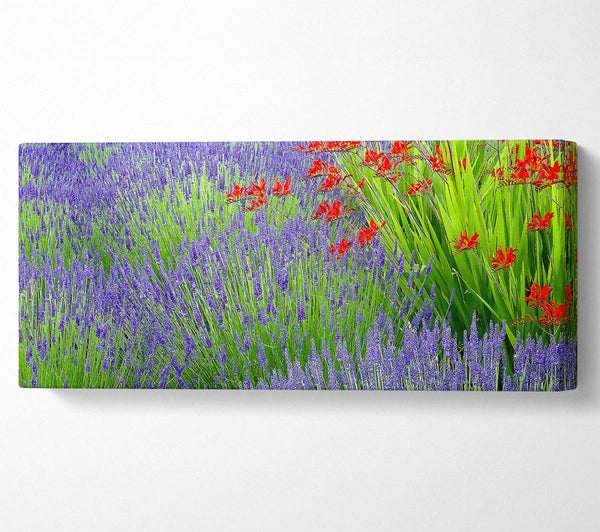 Lavender And Crocosmia