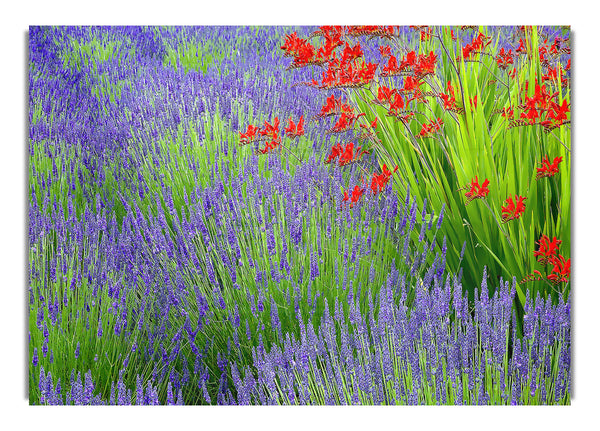 Lavendel und Crocosmia